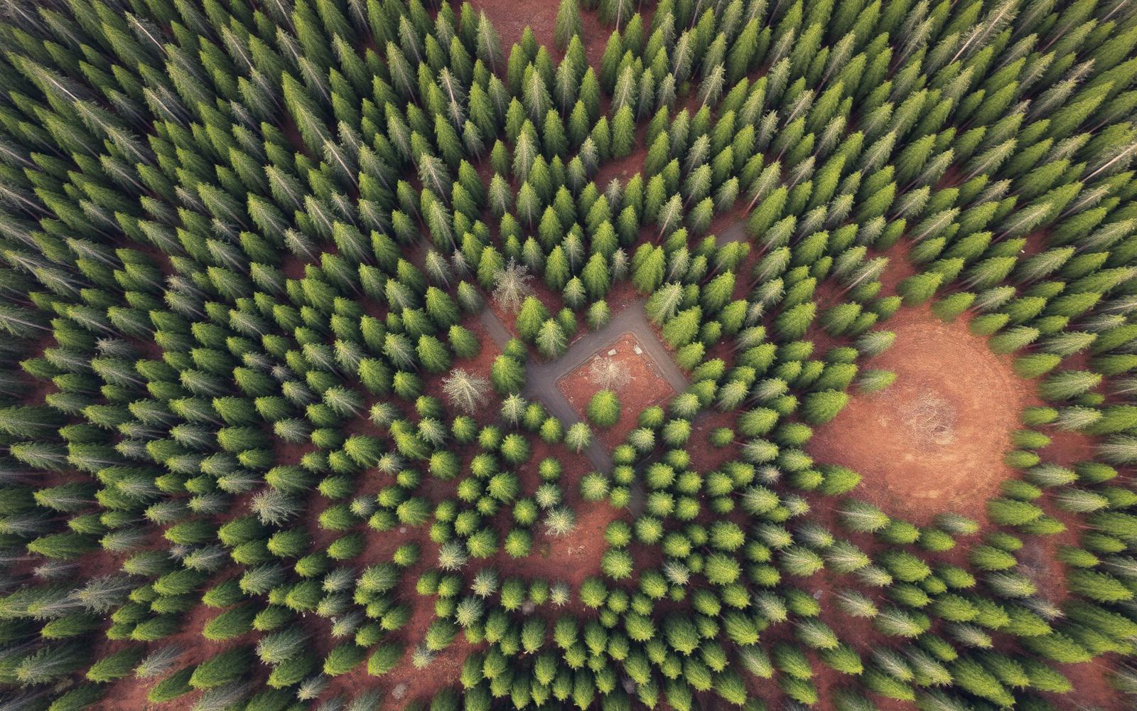 Aerial view of sustainably managed pine forest mosaic